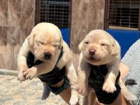 Labrador yavrusu köpekler