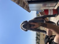 Cane corso yavrular