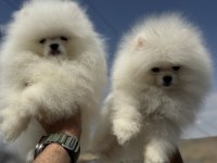 Yasal ruhsatlı çiftlikden pomeranian boo yavrular