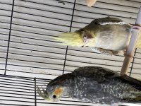 Albino-Lıtino -Grey yavru sultanlar 
