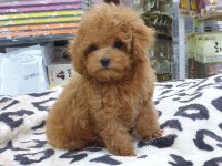 Irk Garantili Toy Poodle Yavruları