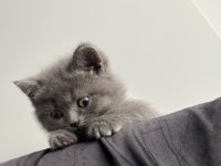 Dişi Yavru British Shorthair
