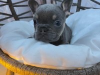 RENGARENK MİCRO FRENCH BULLDOG BEBEKLER