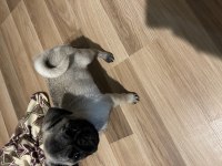 Pug yavrumuz yeni ev arıyor
