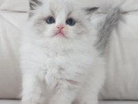 Full şecereli ragdoll yavruları