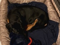 2 AYLIK DOBERMAN YAVRUMUZ