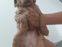 Sağlıklı dişi poodle yavrular 45 günlük kuşadası