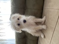3 aylık erkek terrier