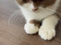 British shorthair yavrumuz