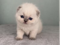 Aaa Kalite Sıfır Kulak Scottish Fold Prensesim