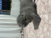 Scottish Fold Kedisi