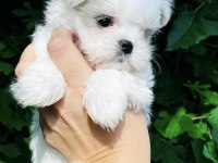 MALTESE IRKININ EN İYİSİNE SAHİP OLMAK İSTEYENLER İÇİN