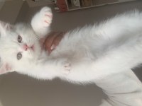 3 erkek british shorthair yavru
