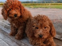 Toy poodle yavrularımız