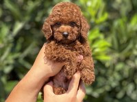 Mersin Toy Poodle Yavrularımız