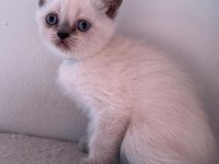 Teslime hazır uygun british shorthair bebekler