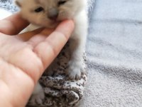Son iki erkek yavru scottish fold