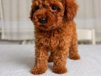 Sağlık Garantili Dişi Red Brown Toy Poodle