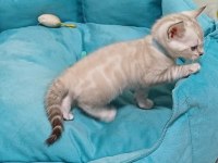 SNOW BENGAL ERKEK YAVRU