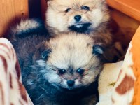 Pomeranian boo teslime hazır