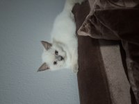 British Shorthair Erkek