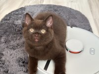 British shorthair çikolata erkek bebek