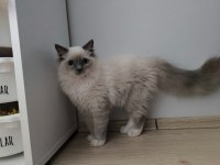 Ragdoll bebiş