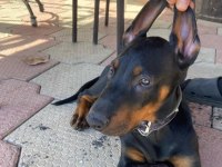 Safkan Orjinal Doberman A Kalite