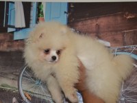 Pomeranian boo antalya dişi