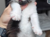 British shorthair kedisi