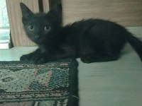 3 AYLIK DİŞİ SAĞLIKLI BOMBAY KEDİSİ KADRİYE