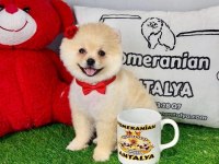 ANTALYA ORJİNAL HER RENK POMERANİAN YAVRULAR