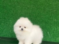 Pomeranian boo köpekleri
