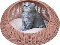 Scottish fold yavrumuza yuva