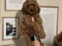 IRK VE SAĞLIK GARANTİLİ ORJİNAL TOY POODLE