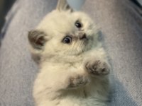 Veteriner hekim kontrollü british shorthair