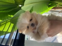 3 aylık dişi ve erkek pomeranian