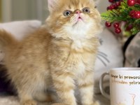 Safkan İran Persian