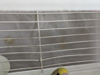 BAKIMLI YAVRU ERKEK MUHABBET KUŞU