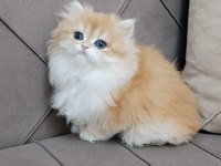 A KALİTE BRİTİSH LONGHAİR YAVRULAR