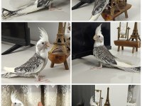 65 Günlük Yavru ev üretimi WF Pearl ele alışkın sultan