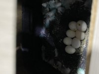 Çift verilecek Jumbo A kalite Has muhabbet kuşu