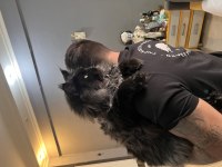 Xxl şampiyon baba dan maine coon yavruları