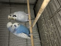 Hazır jumbo muhabbet kuşu takımlar genç takımlar