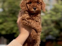 Sakarya poodle köpeği
