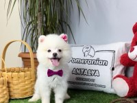 ANTALYA ORJİNAL POMERANİAN YAVRULAR