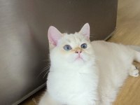 5 british shorthair golden point erkek