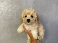 Maltipoo yavrularımız
