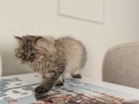 British Longhair