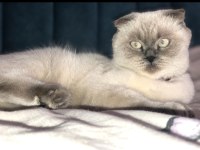 Güzeller güzeli şila british longhair